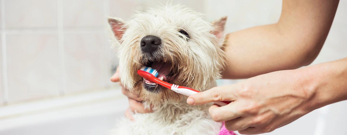 como lavarle los dientes a un perro - Cómo quitar el mal olor de la boca de los perros